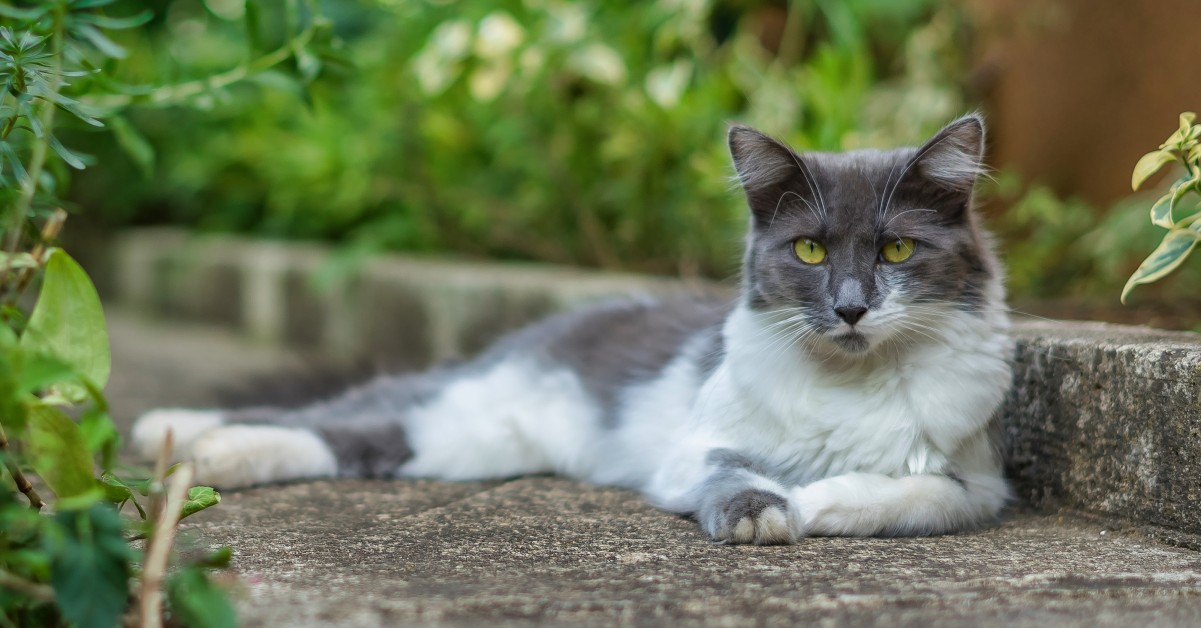 Should You Keep Your Cat Indoors or Outdoors